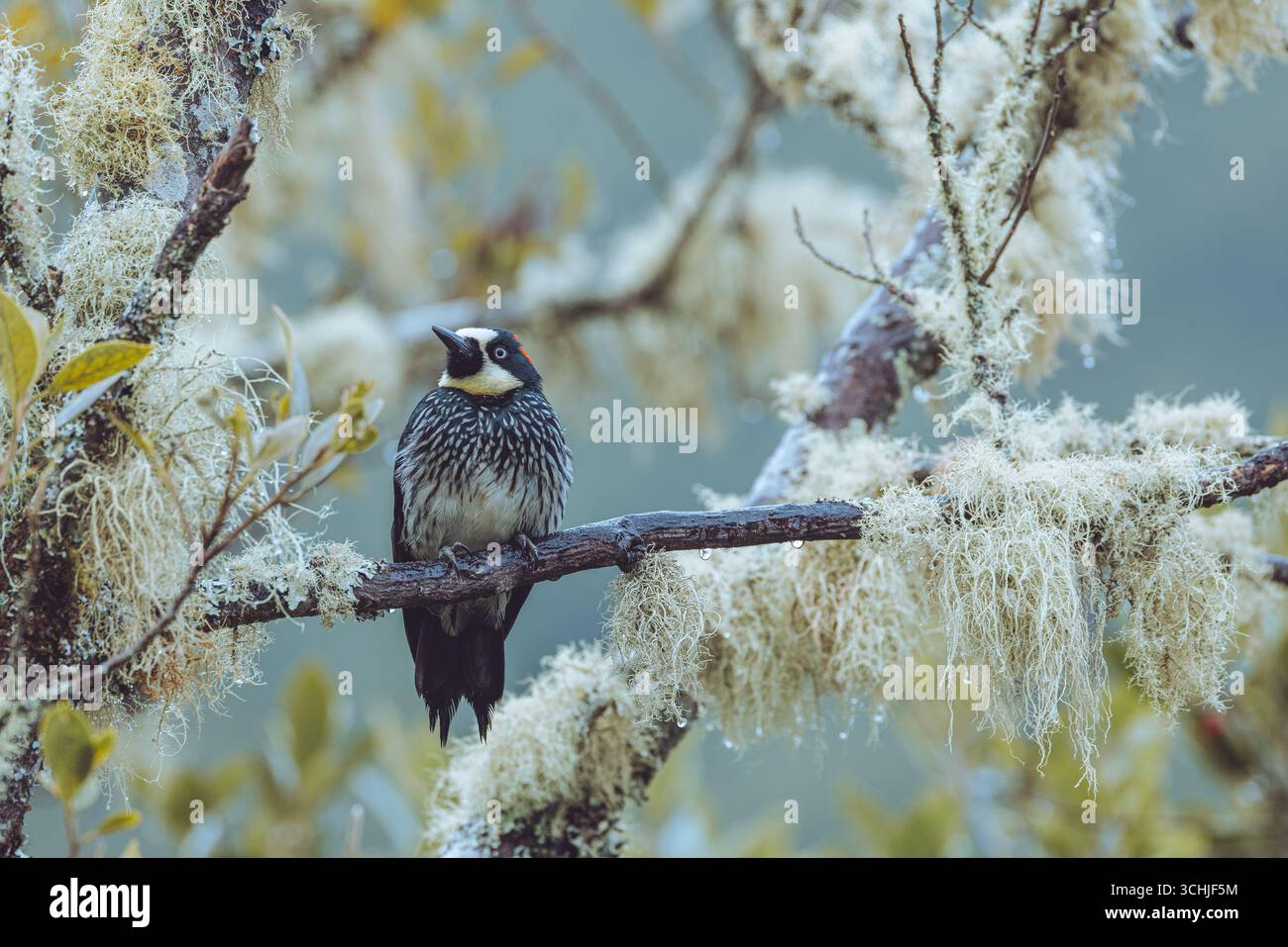 Acornspechte verstauen Tausende Eicheln in Baumlöchern und leben in sozialen Gruppen mit schrulligem Charme und ununterbrochenem Geplauder Stockfoto