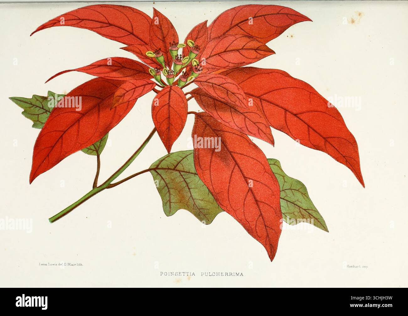 Antike botanische Illustration einer Weihnachtsstern (Euphorbia pulcherrima), auch Weihnachtsblume genannt, aus vertrauten indischen Blumen (1878) von Lena Lowis. Stockfoto
