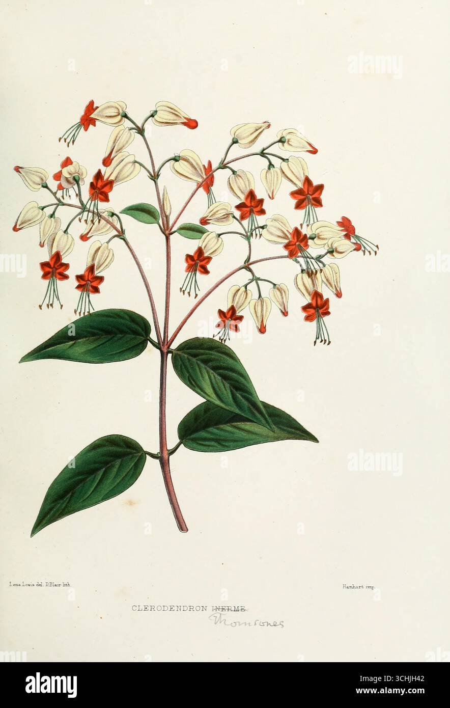 Illustration von Clerodendron Inerme, einem tropisch blühenden Sträucher, aus vertraut Indian Flowers (1878) von Lena Lowis. Handgefärbte botanische Platte mit röhrenförmigen weißen und roten sternförmigen Blüten mit breiten grünen Blättern. Stockfoto