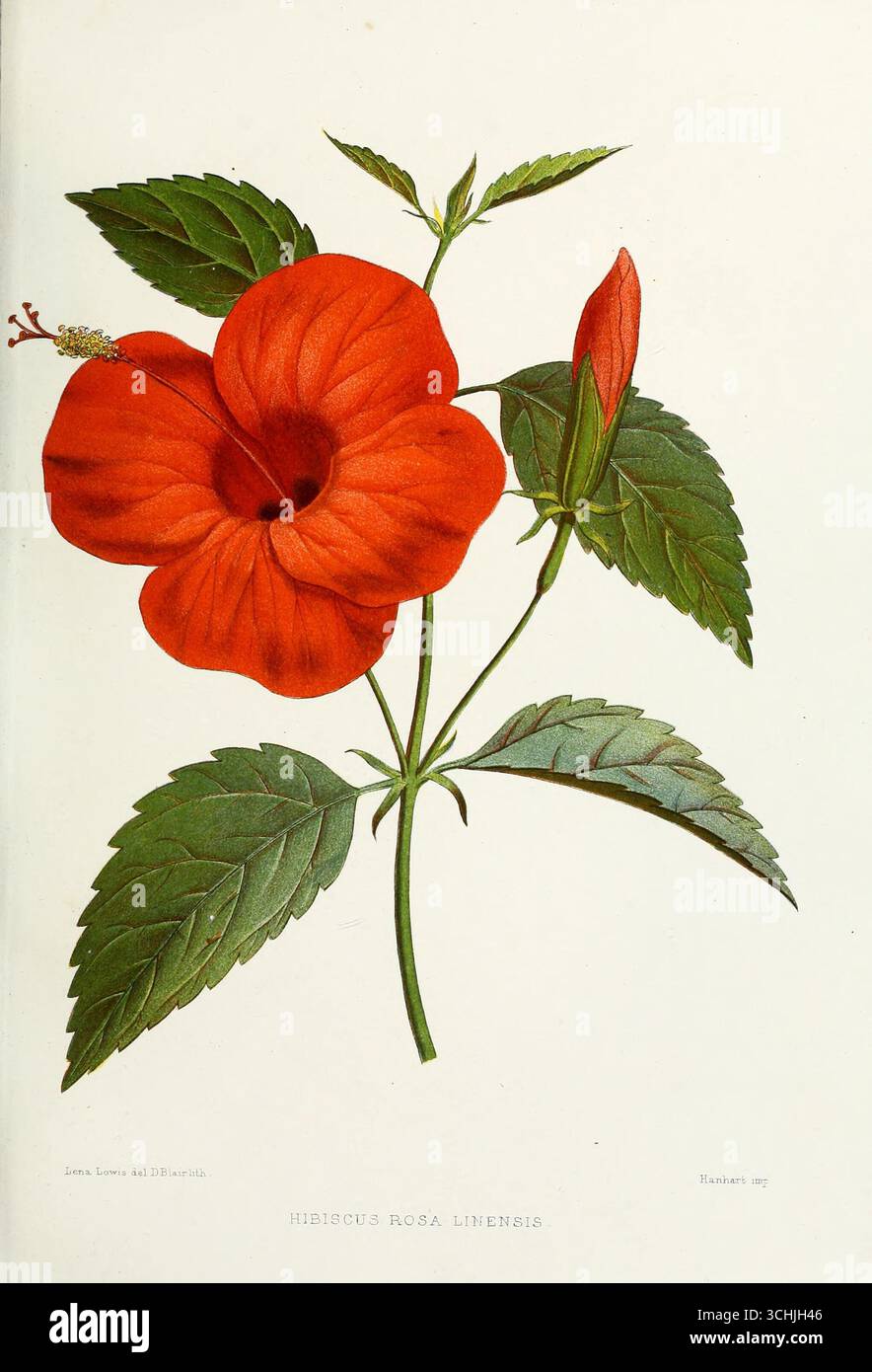 Illustration von Hibiscus rosa-sinensis, auch bekannt als China Rose, aus bekannten indischen Blumen (1878) von Lena Lowis. Handgefärbte botanische Platte mit leuchtend roten Blüten, Knospen und gezackten grünen Blättern. Stockfoto