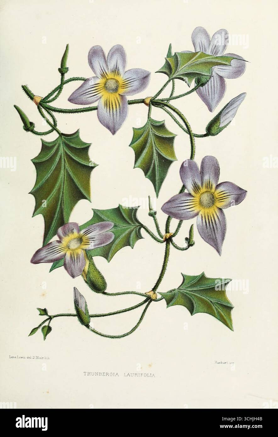 Antike botanische Illustration von Thunbergia laurifolia mit violettblauen Blüten und grünen Blättern, aus bekannten indischen Blumen (1878) von Lena Lowis. Stockfoto