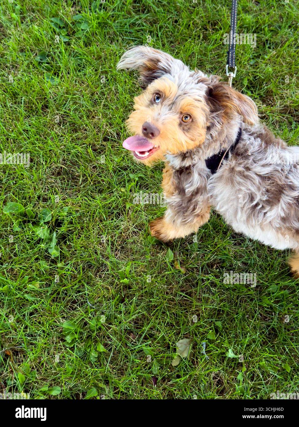 Ein junger Labradoodle-Welpe, der im Gras steht Stockfoto