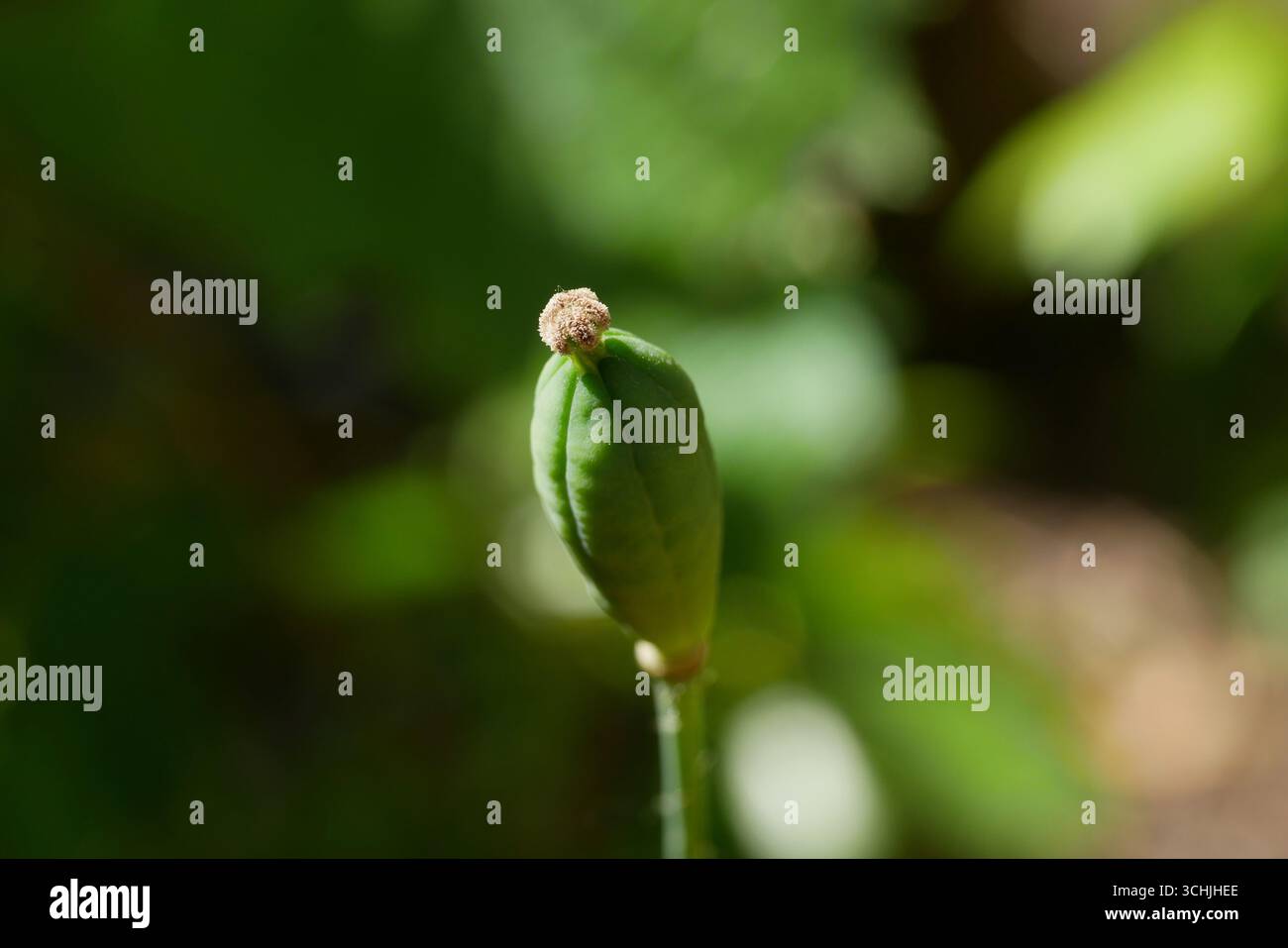 Nahaufnahme einer ungeöffneten grünen Mohnschote in einem Sommergarten Stockfoto