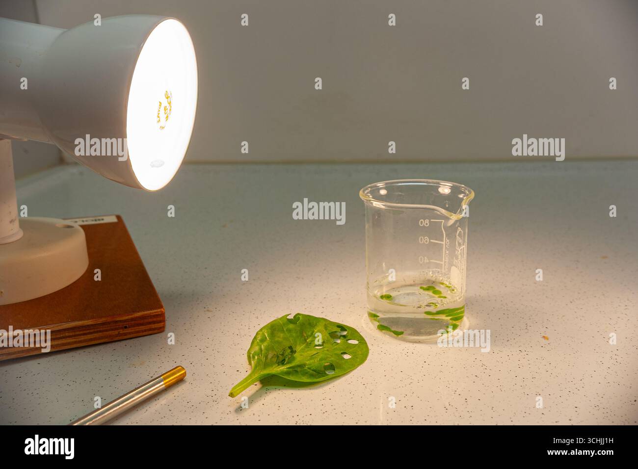 Spinatblattscheiben in Backnatron-Lösung sind Licht ausgesetzt. Photosynthese-Experiment im Biologieklassen. Stockfoto