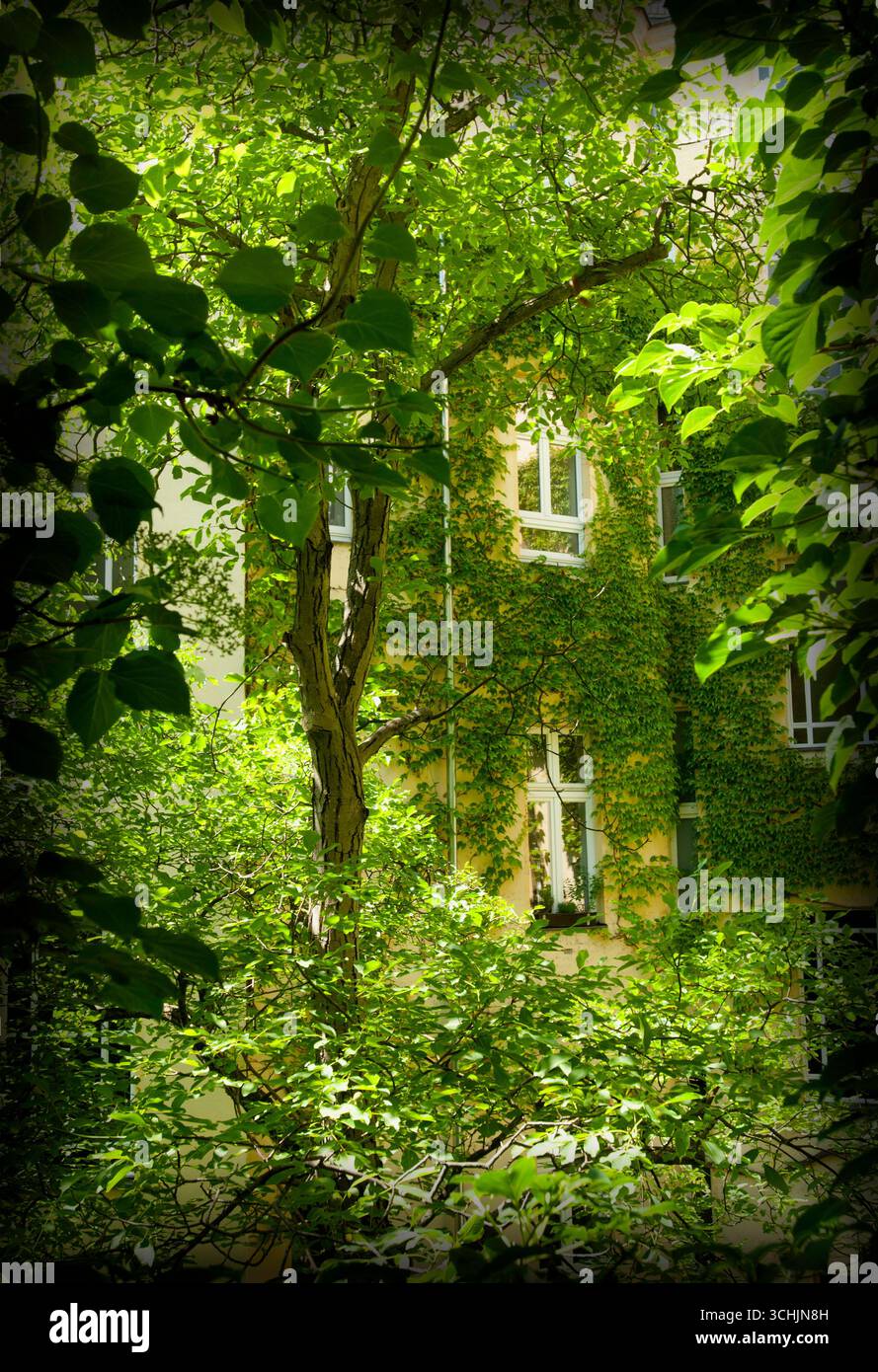 Dichte Vegetation eines Berliner Innenhof. Ein Beispiel für eine naturbasierte Lösung zur Reduzierung des Urban Heat Island Effekts in modernen Städten Stockfoto