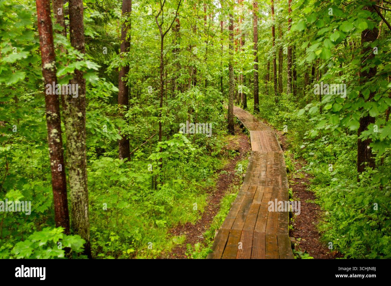 Ein mit Holzbrettern überdachter Weg in einem dichten estnischen Wald bei Tallinn Stockfoto