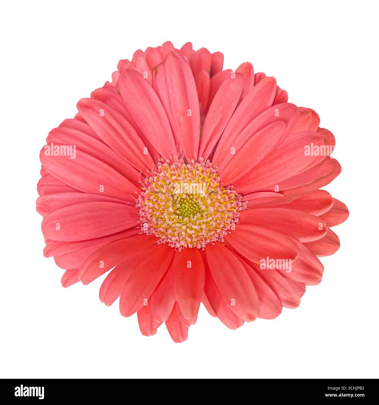 Rosa Gerbera Blumenkopf isoliert auf weißem Hintergrund mit Beschneidungspfad. Blumendesign für Karten, Einladungen, Poster. Stockfoto