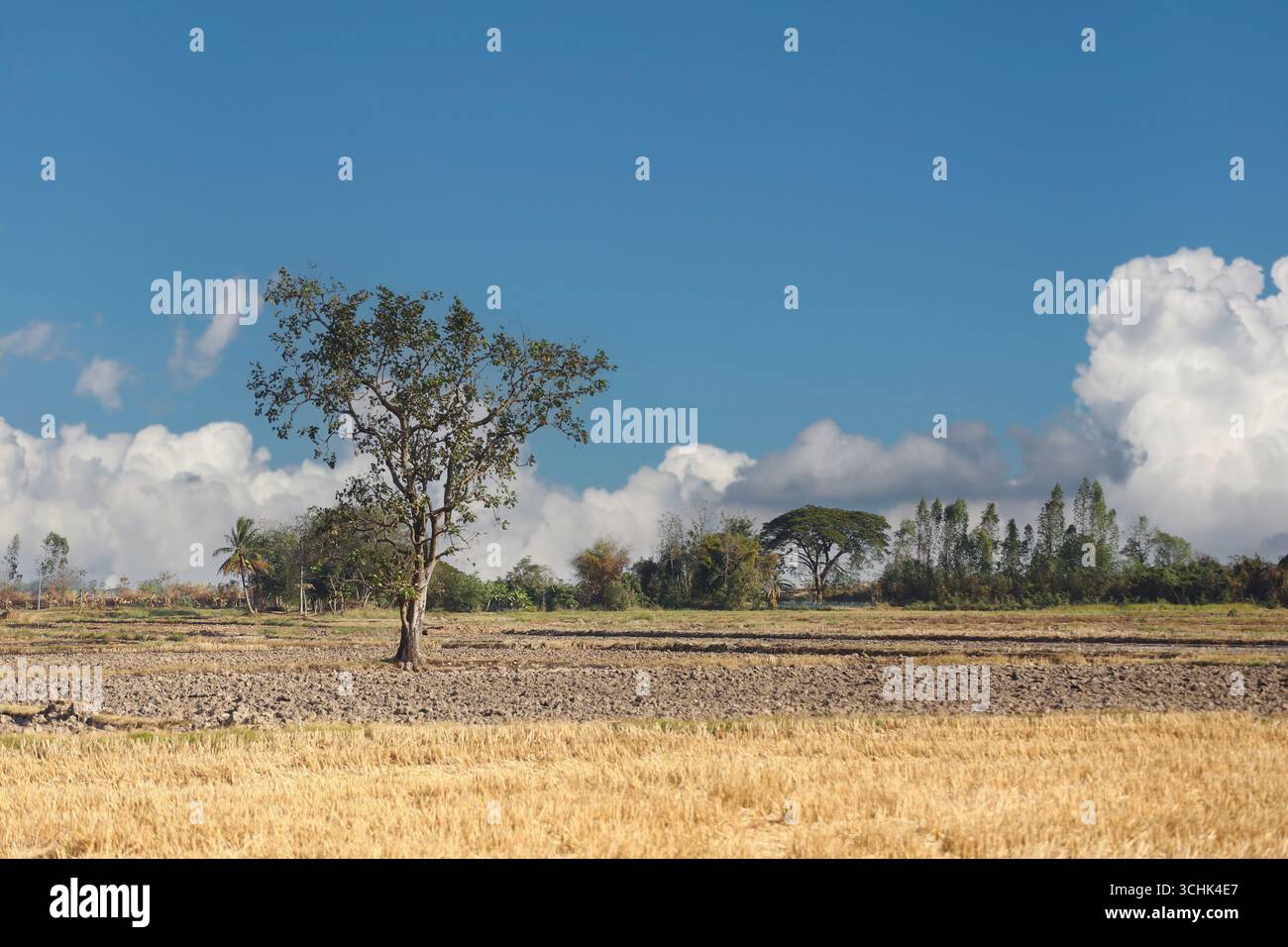 Faszinierende Landschaft mit einem einsamen Baum, der anmutig in einem goldenen Feld steht, unter einem hellblauen Himmel mit flauschigen Wolken, Epitomizin Stockfoto