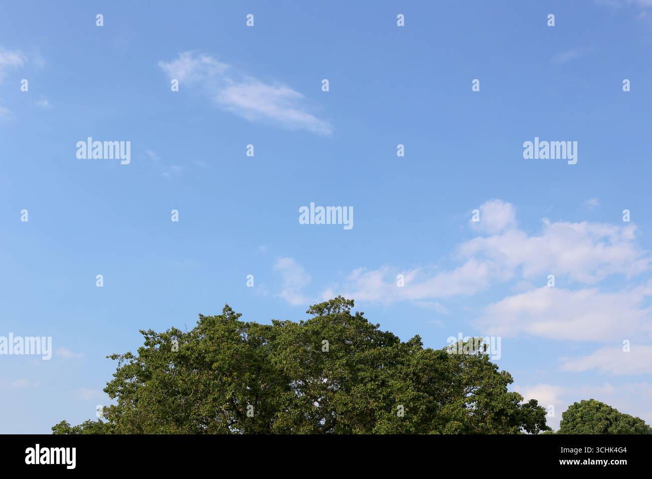 Busch über grünem Baum steht stolz vor einem hellblauen Himmel, der von weißen Wolken verstreut ist. Diese ruhige Landschaft fängt das Wesen der Natur ein Stockfoto