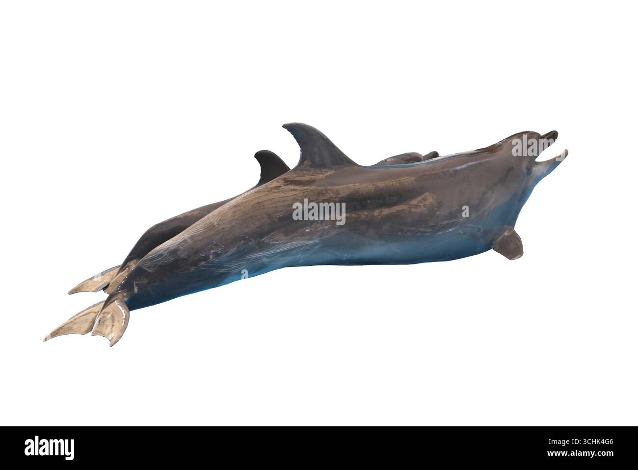 Ein Delfin isoliert auf weißem Hintergrund und hat Schnittpfade, die die Schönheit des Meeres und die Wunder der Natur in einer ruhigen Umgebung einfangen. Stockfoto