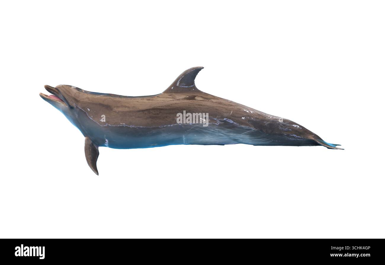 Ein Delfin isoliert auf weißem Hintergrund und hat Schnittpfade, die die Schönheit des Meeres und die Wunder der Natur in einer ruhigen Umgebung einfangen. Stockfoto