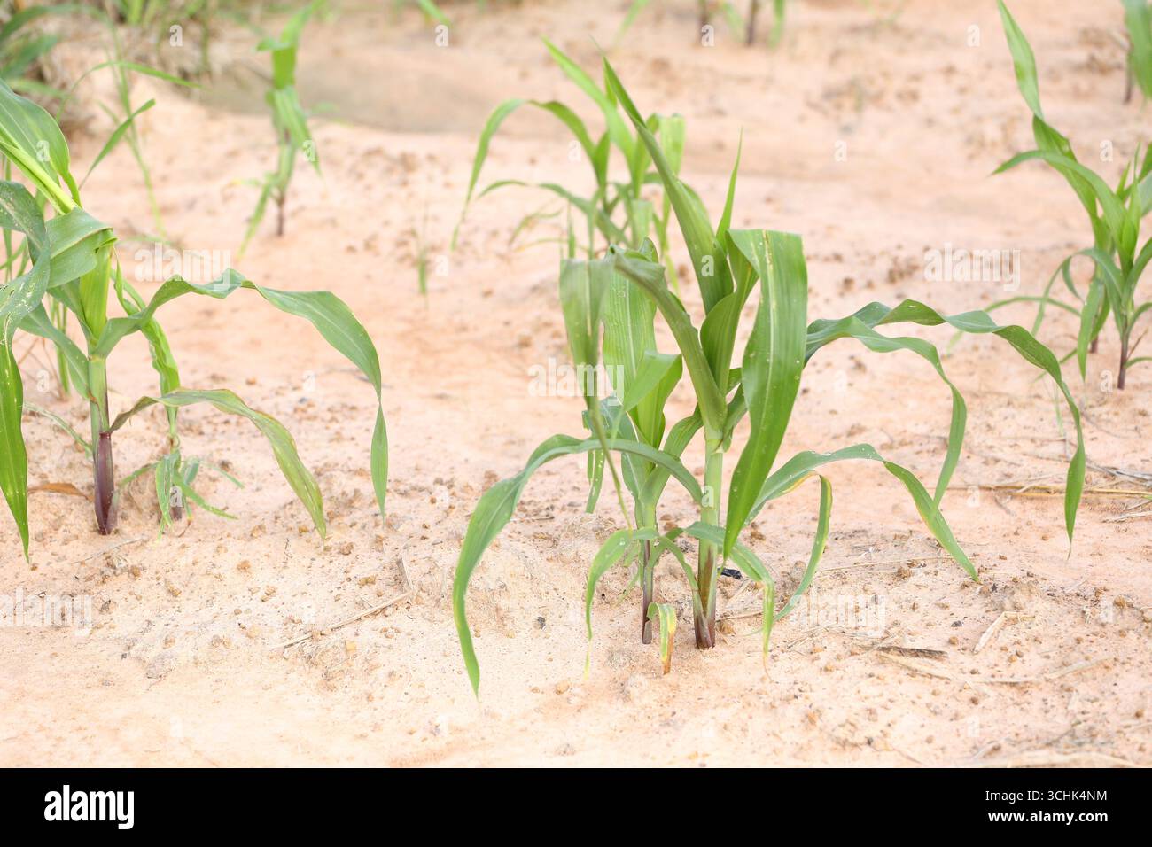 Junge Maispflanzen entstehen aus sandigen Böden, die sich im Sonnenlicht sonnen und die Widerstandsfähigkeit der Natur und die Schönheit des landwirtschaftlichen Wachstums unterstreichen. Stockfoto
