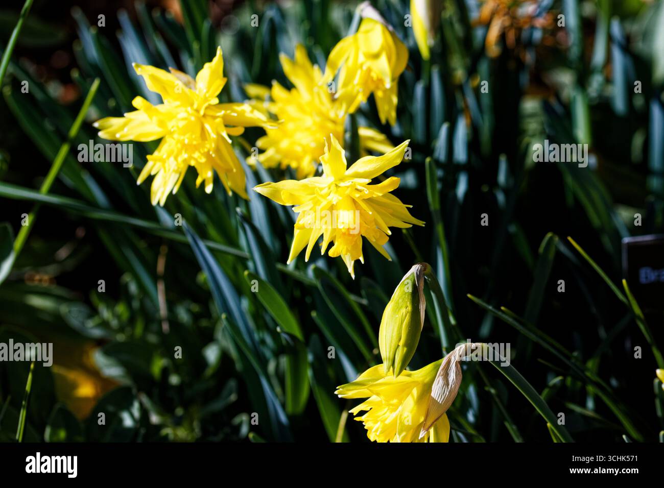 Narcissus pseudonarcissus, auch bekannt als Wilddaffodil oder Lent Lily (walisisch Cennin Pedr), ist eine mehrjährige blühende Pflanze. Stockfoto