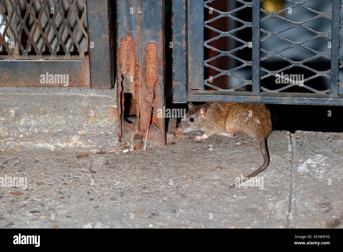 Eine braune Rattus norvegicus hockte sich unter einem Metallzaun in New York City Stockfoto