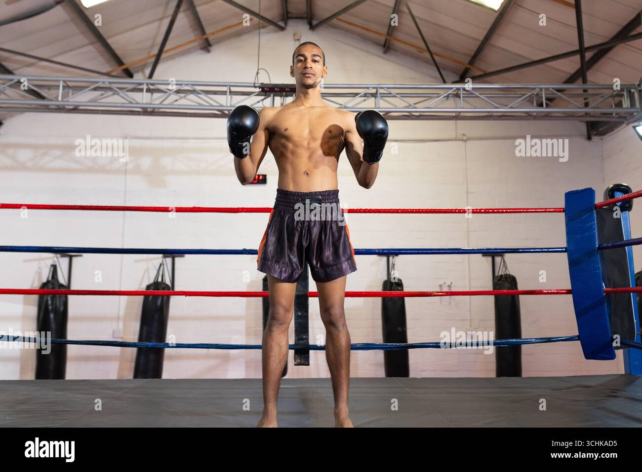 afroamerikanische Boxerausbildung im Boxring in Handschuhen und Shorts unter Boxsäcken Stockfoto