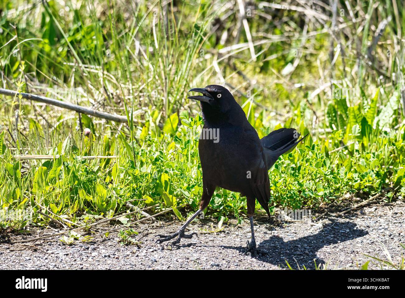 Groß-tailed Grackle Stockfoto