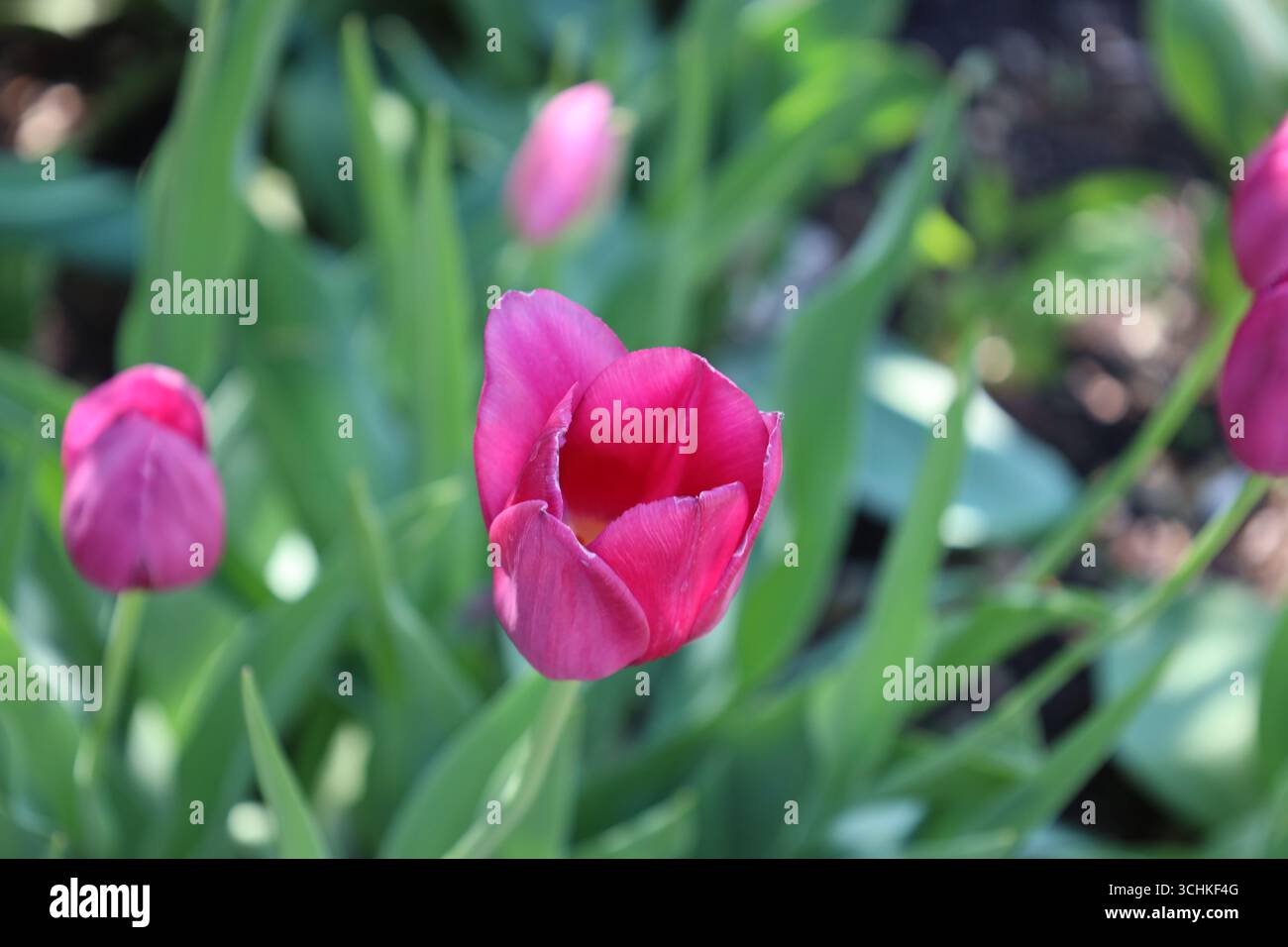 Einzelne violette, rosa Tulpenblüte vor grünem Hintergrund Stockfoto
