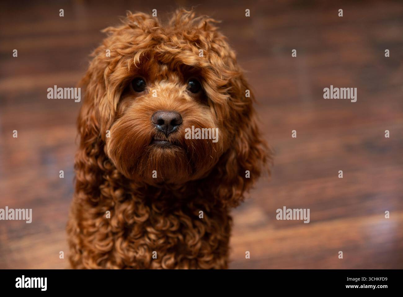 Ein niedlicher, lockiger Hund mit einem aufmerksamen Ausdruck sitzt auf einem polierten Holzboden und zeigt sein flauschiges Fell und seine tiefen Augen. Perfekt für Haustiere Stockfoto