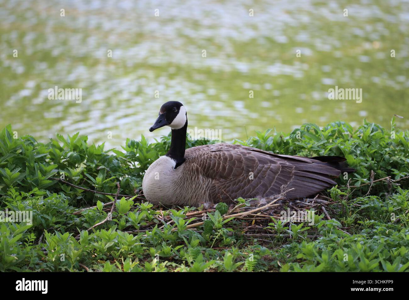 Nistbild der kanadischen Gänse im Profil auf grünem Laub entlang eines Flusses Stockfoto