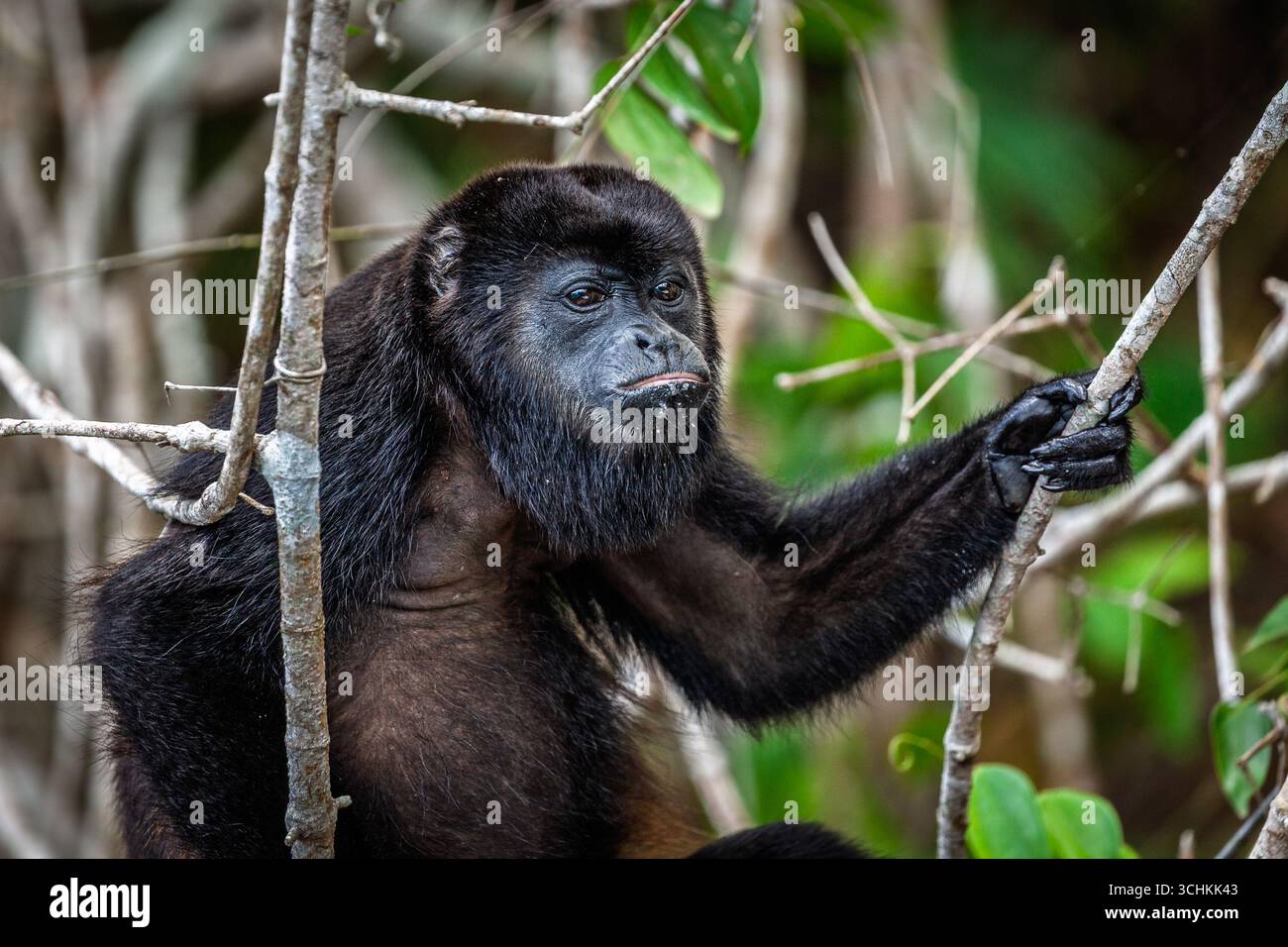 Mantelbrüllaffen im Regenwald Zentralpanamas Stockfoto