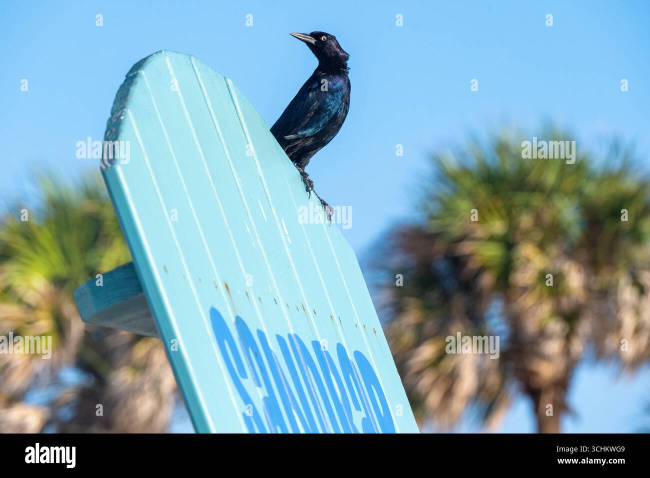 Bootsschwanzgrackle (Quiscalus Major) auf einem übergroßen Liegestuhl im Main Beach Park auf Amelia Island in Fernandina Beach, Florida. (USA) Stockfoto