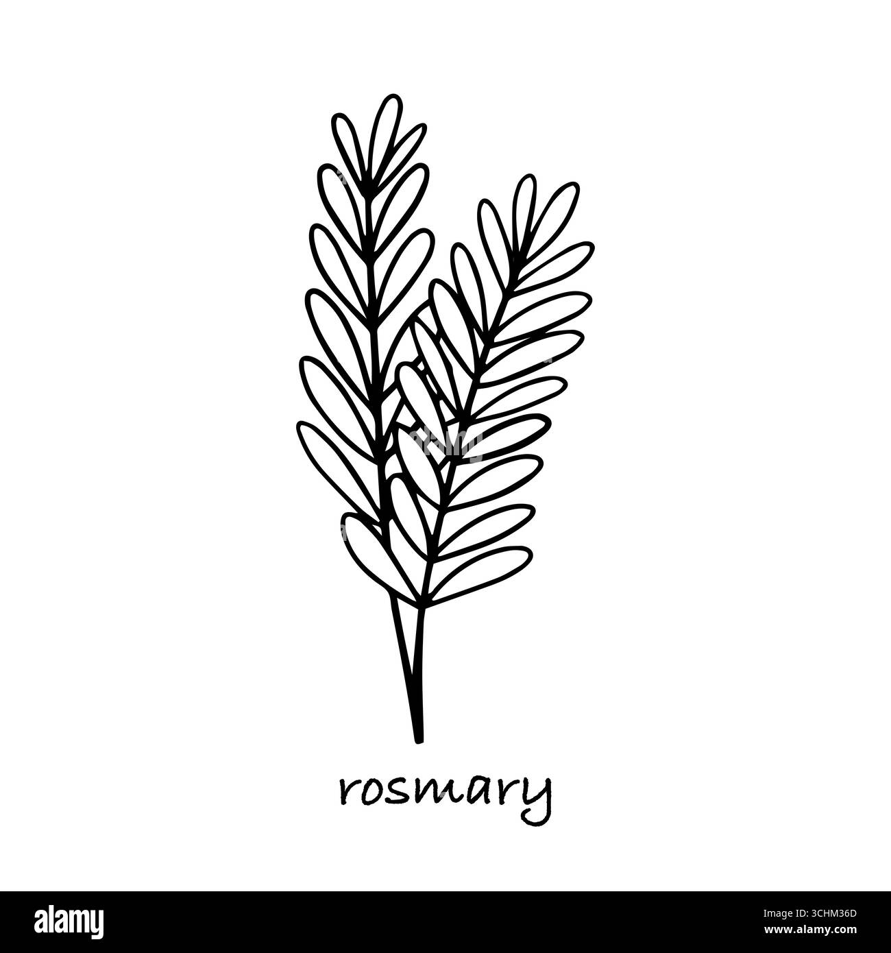 Rosmary Pflanze Vektor Hand gezeichnete Skizze Stock Vektor