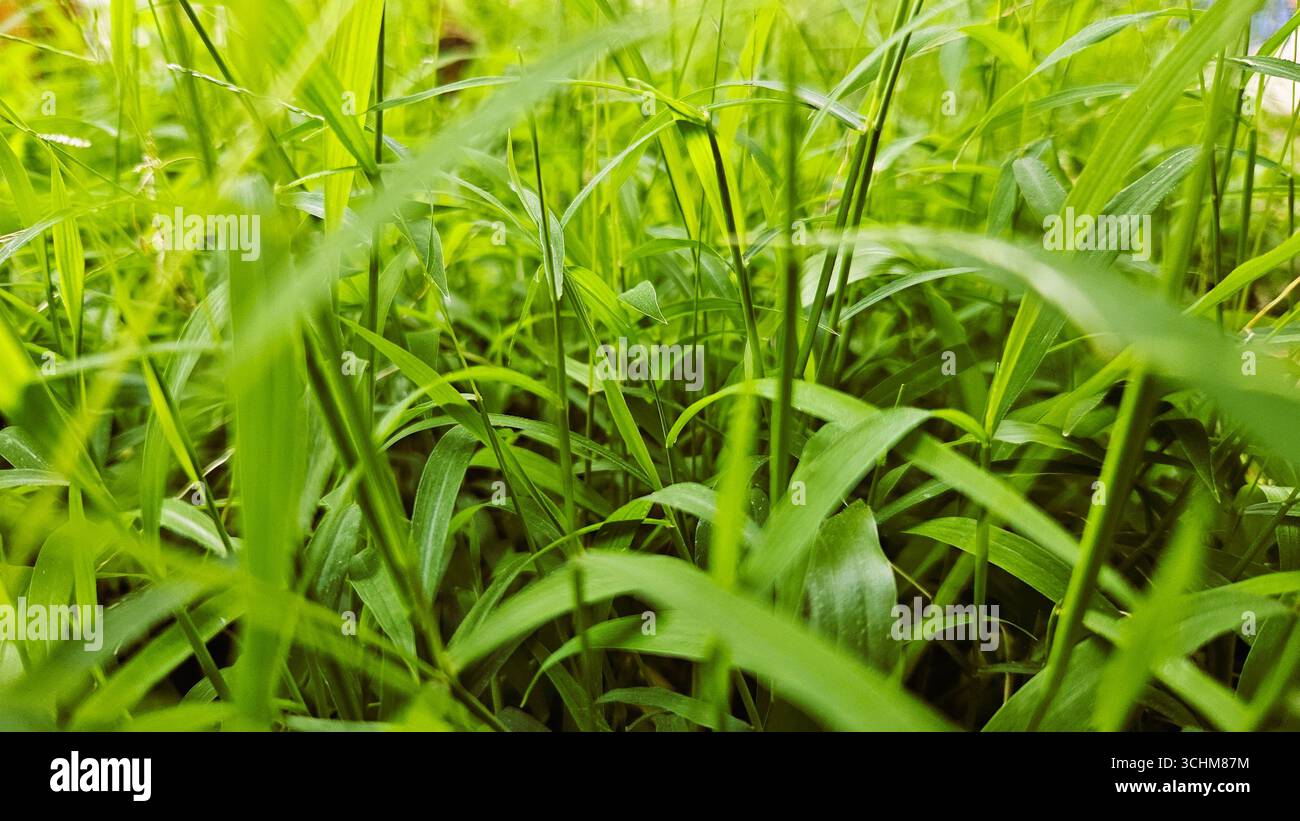Frisches grünes Gras in der natürlichen Umgebung im Freien, lebendige Grashalme schaffen Textur und Hintergrund für das Naturkonzept - Smartphone-aufgenommenes Stockfoto