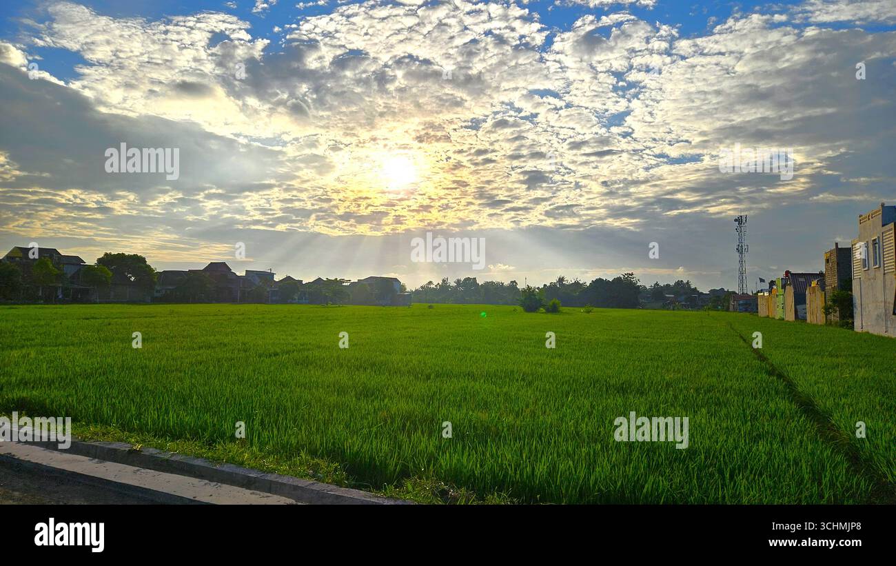 Helles Sonnenlicht über grünem Reisfeld mit bewölktem Himmel, friedlicher ländlicher Landschaft und natürlicher Umgebung - Smartphone-aufgenommenes Stockfoto