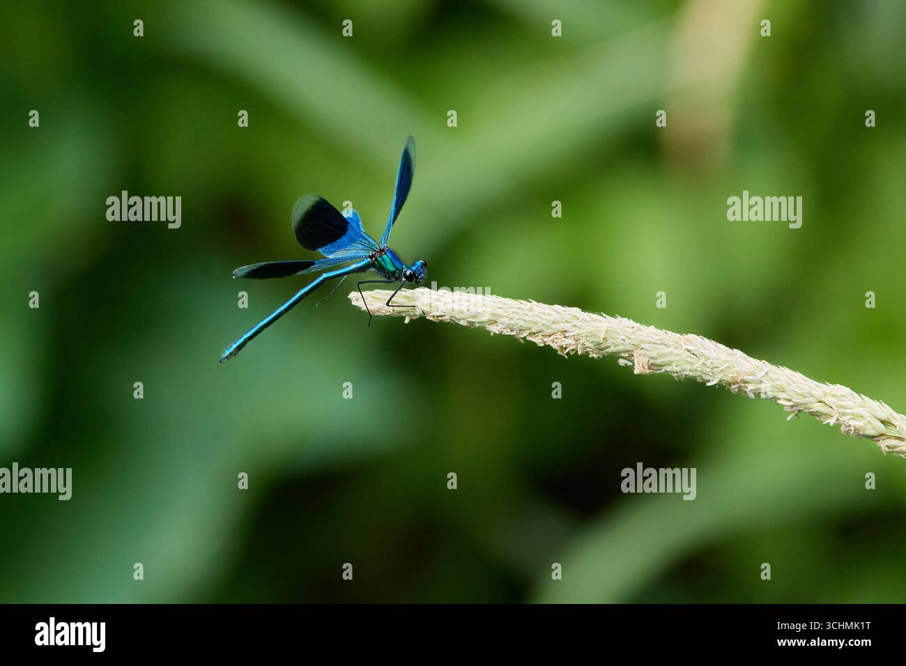 Eine männliche Banded Demoiselle Damselfly (Calopteryx splendens) mit gespreizten Flügeln und kurz davor, vor einem verschwommenen Hintergrund zu fliegen. Stockfoto