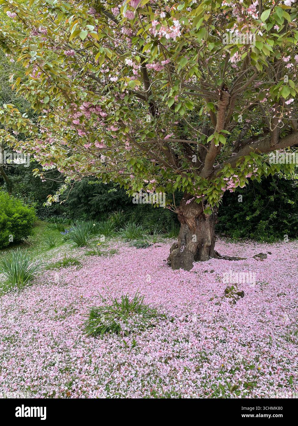 Baum im Garten mit Teppich aus gefallenen rosa Blütenblättern darunter - Smartphone-aufgenommenes Stockfoto