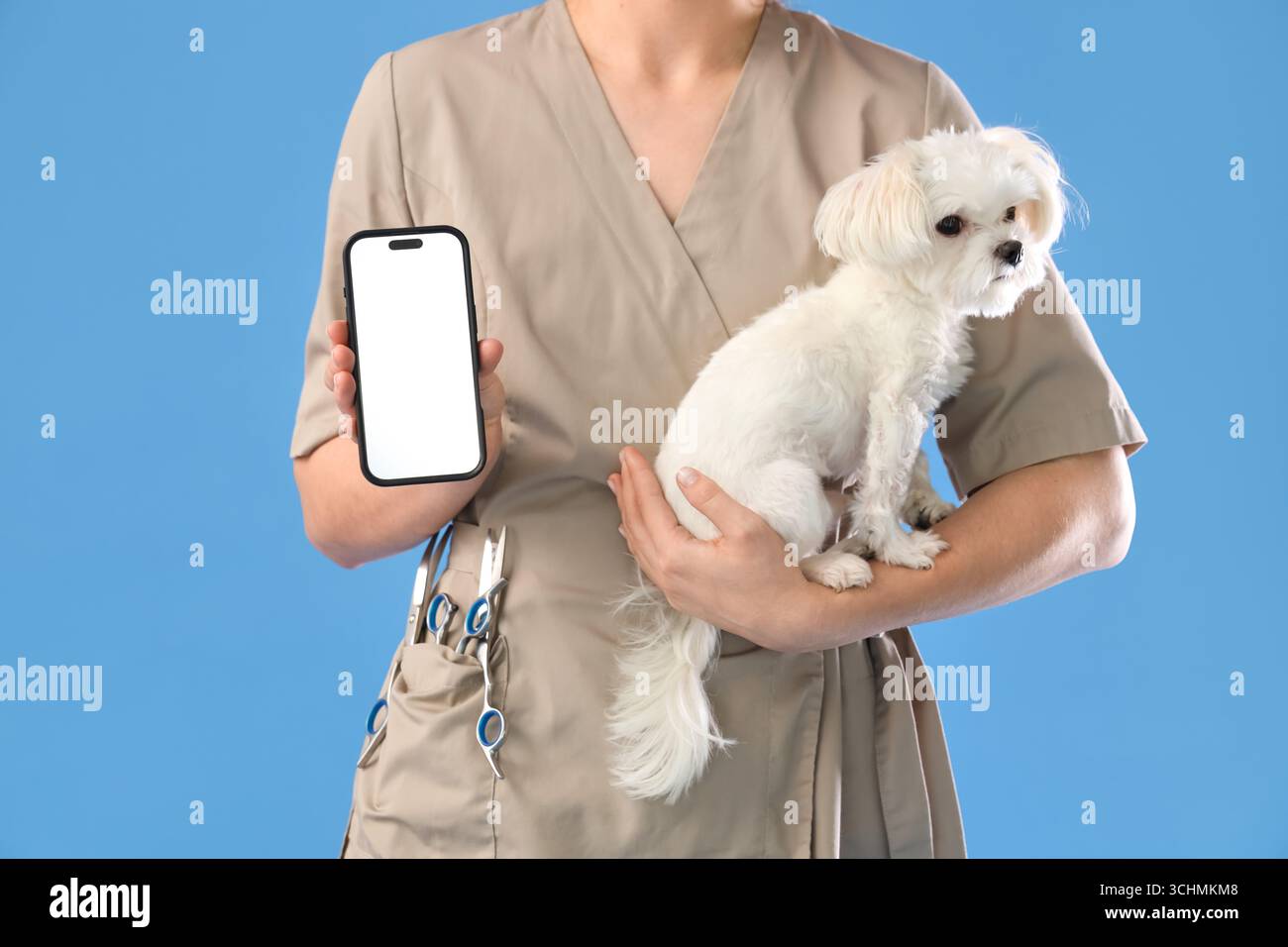Weiblicher Trauzeuge, der einen netten maltesischen Hund und ein Handy mit leerem Bildschirm auf blauem Hintergrund hält Stockfoto