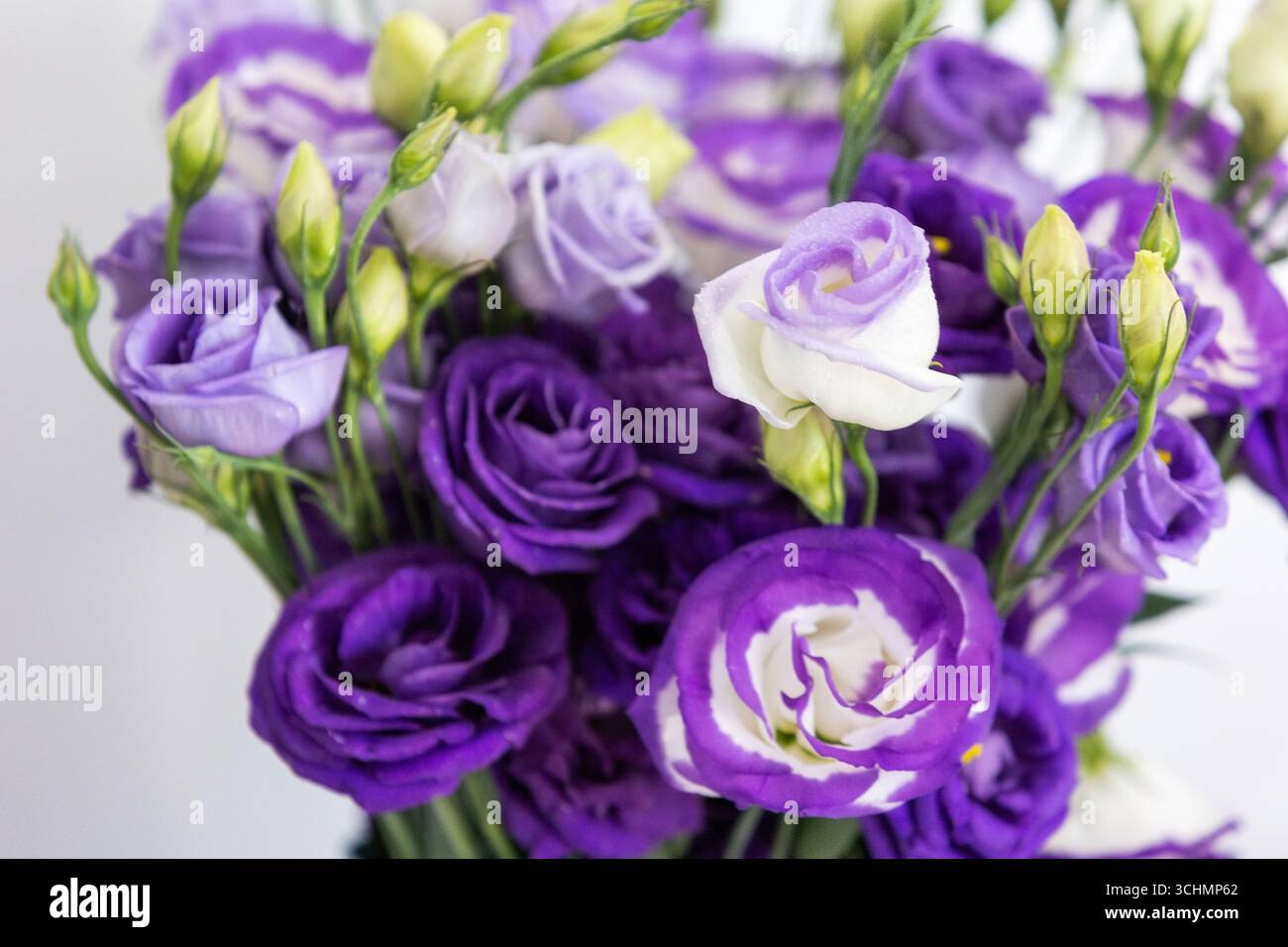 Lila Rosenblumenstrauß auf weißem Hintergrund Stockfoto