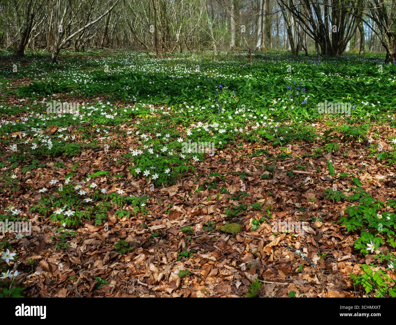 Holzanemone Anemone nemorosa, Vernditch Chase, Teil von Cranborne Chase und West Wiltshire Downs Area, Wiltshire, England, Großbritannien, April 2022 Stockfoto