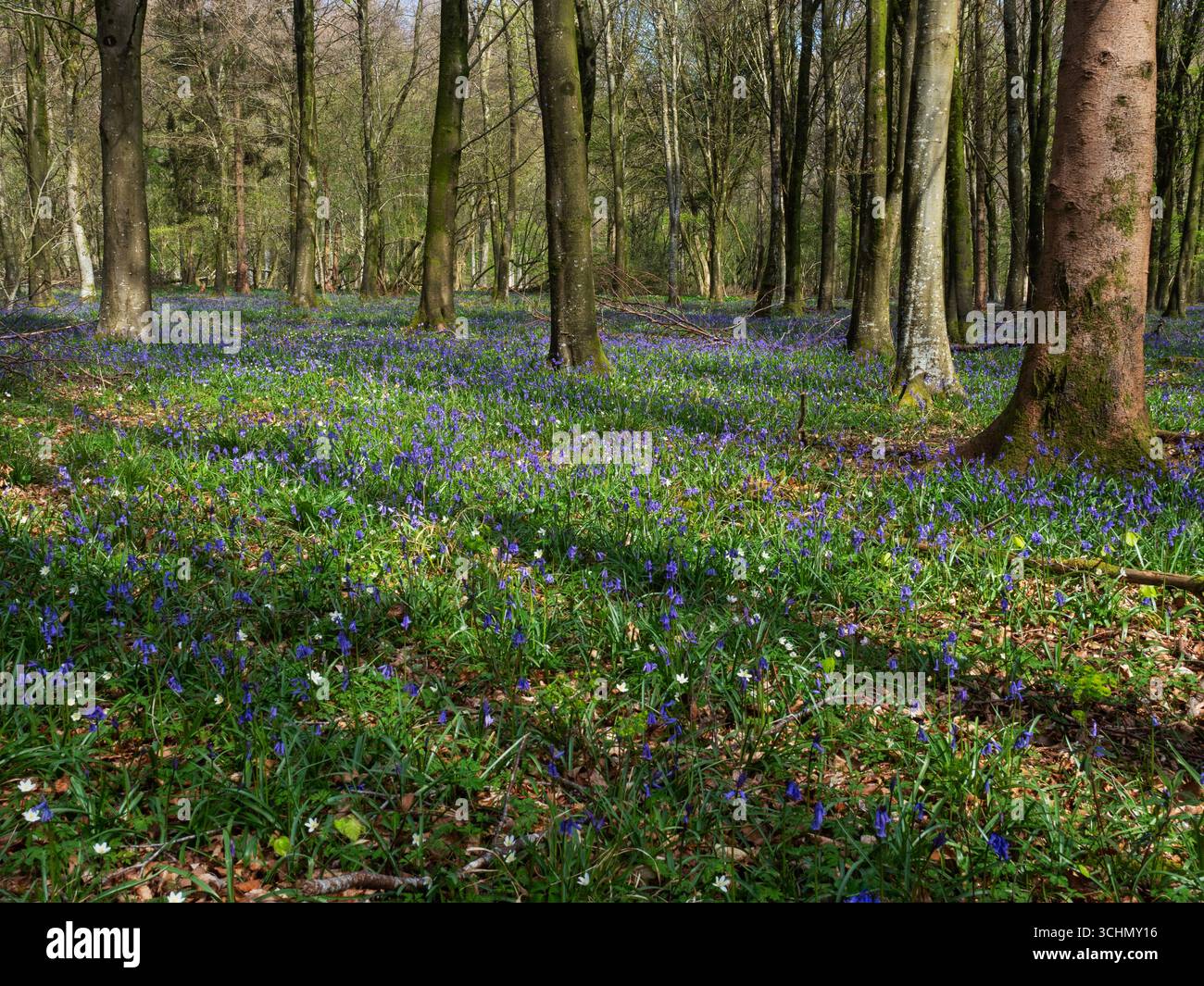 Bluebell Hyacinthoides non-scripta und Wood Anemone Anemone nemorosa, Verndith Chase, Teil von Cranborne Chase und West Wiltshire Downs Area, Wiltshire Stockfoto