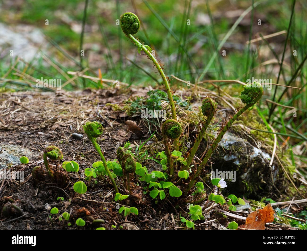 Männlicher Farn Dryopteris filix-MAS Fiddleheads und Sauerampfer Oxalis acetosella, bei den Fällen von Falloch bei Crianlarich, Stirling, Schottland, Großbritannien, April Stockfoto