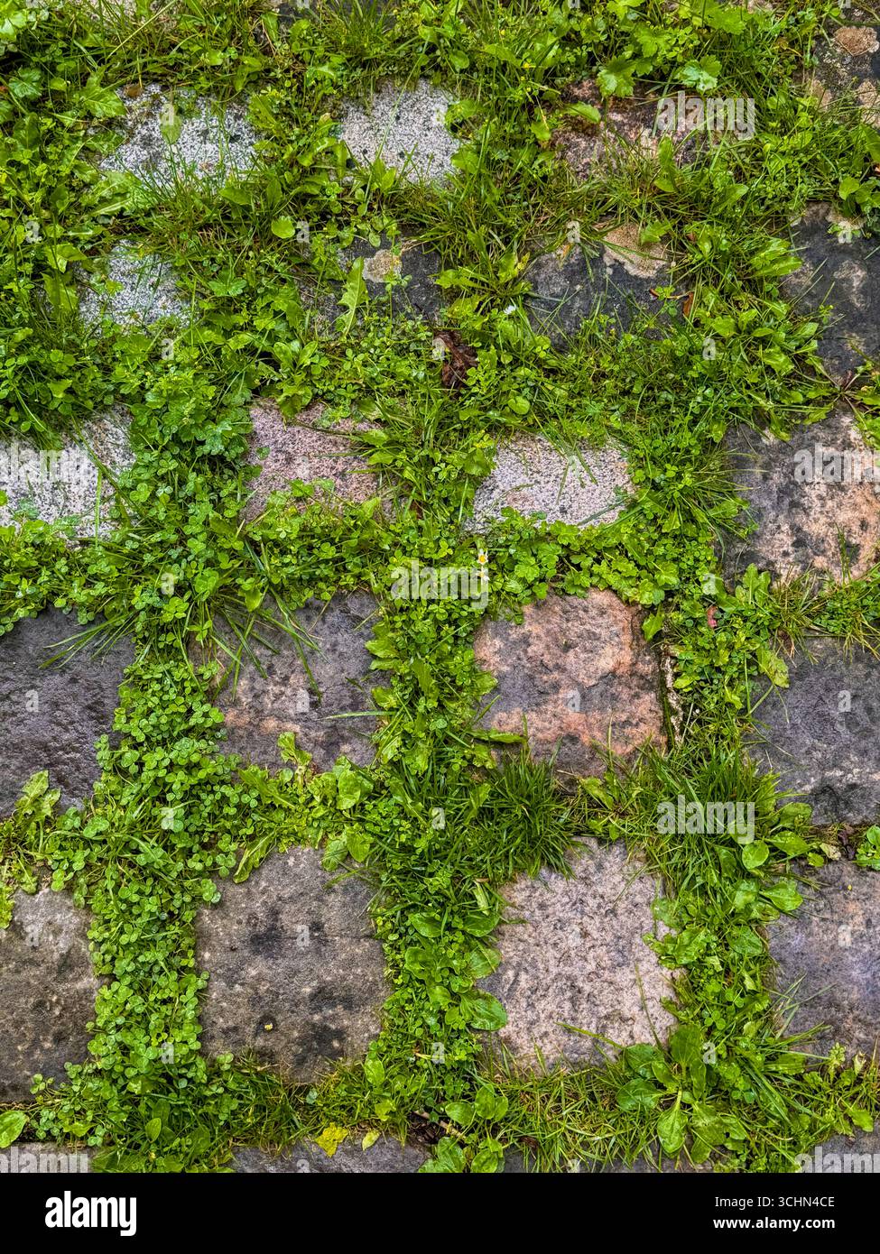 Üppig grüne Gräser und Unkraut wachsen zwischen Pflastersteinen in einem städtischen Gebiet und zeigen eine Mischung aus Vegetation und Architektur - Smartphone-aufgenommenes Stockfoto