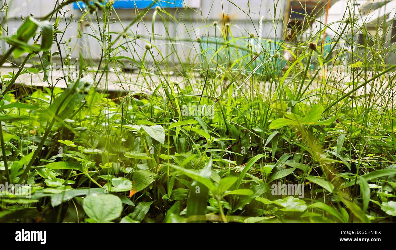 Frisches grünes Gras und wilde Pflanzen, die dicht im Freien wachsen, natürliche Vegetation schafft Textur und Hintergrund - Smartphone-aufgenommenes Stockfoto