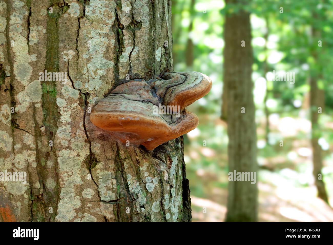Ein Pilz, der auf Bäumen wächst. Holzpilz auf Baumrinde. Stockfoto