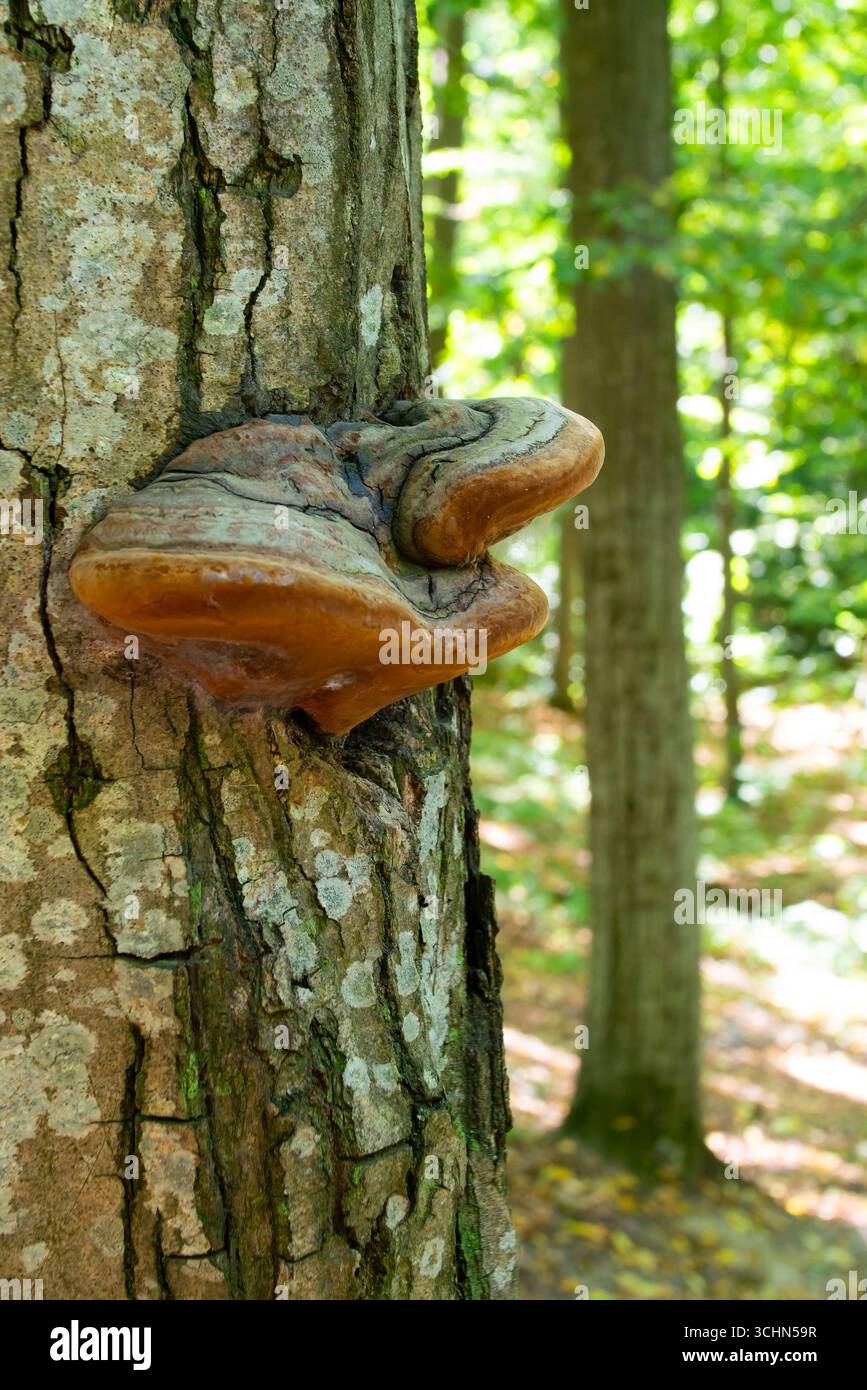 Ein Pilz, der auf Bäumen wächst. Holzpilz auf Baumrinde. Stockfoto
