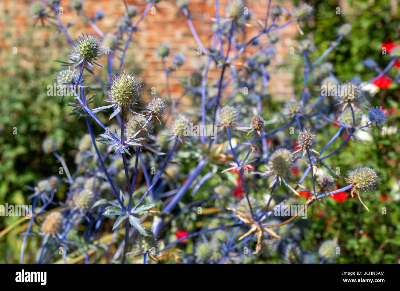Seeholly (eryngium) mehrjährige Pflanze in der Blüte. Stockfoto