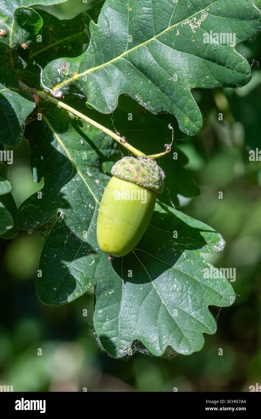 Englische Eiche (Quercus robur, auch Stieleiche genannt), Nahaufnahme von Blättern und einer Eichel auf einem langen Stiel (Stiel), Großbritannien Stockfoto