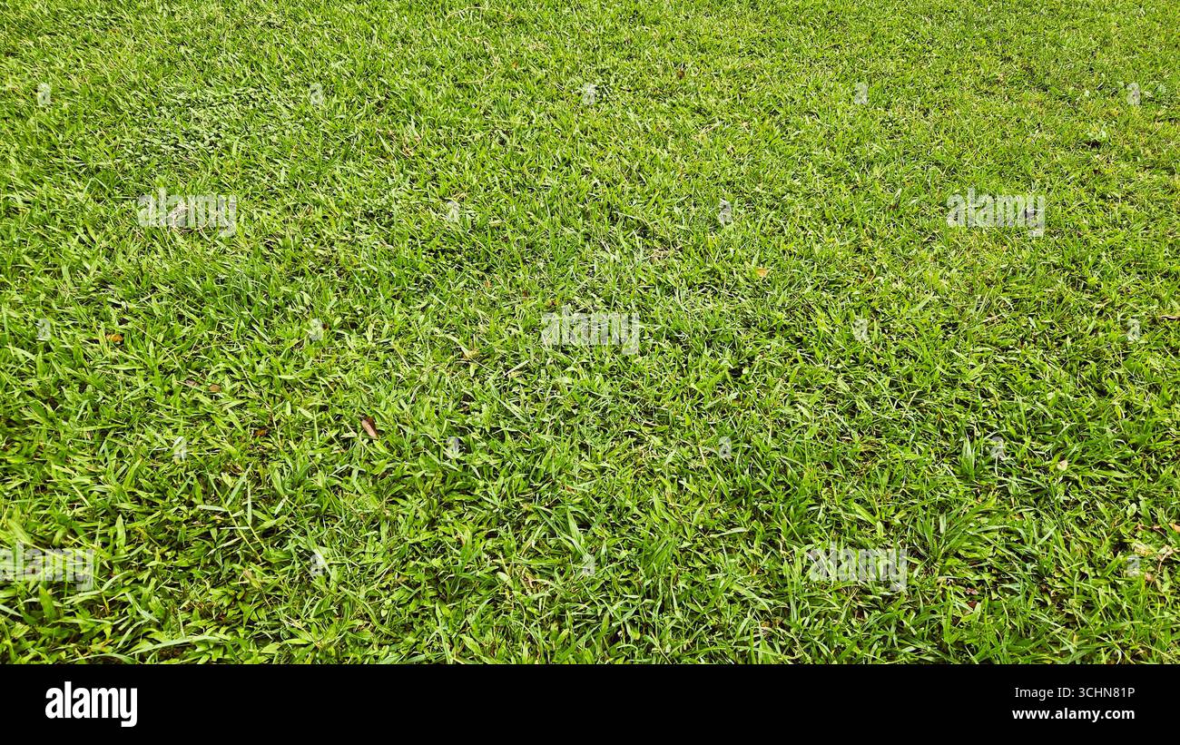 Weite Sicht auf frisches grünes Gras, natürliche Vegetation, die im Freien Textur und Hintergrund schafft - Smartphone-aufgenommenes Stockfoto