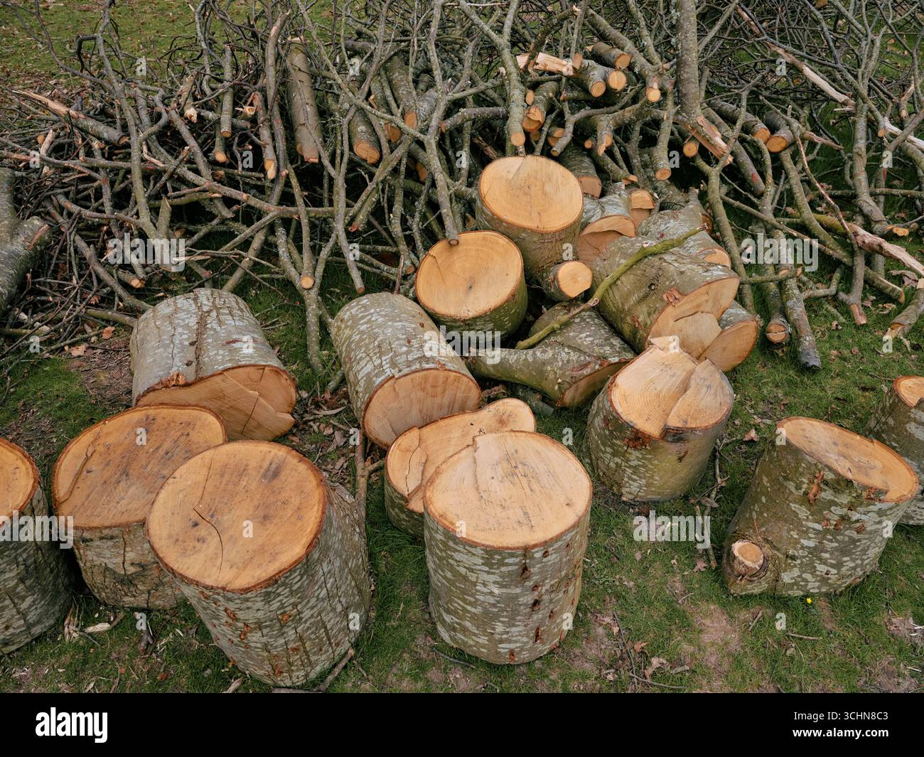 Ein gefällter Baum, der abgeholzt wird - Gutsverwaltung Schnitt Holzstämme Äste Stammbaumarchiv. Chirurgie Stockfoto