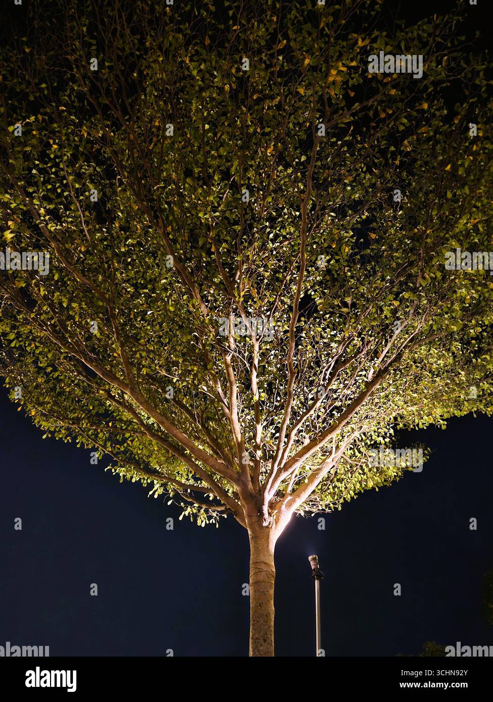 Großer Baum, beleuchtet durch künstliche Lichter bei Nacht, natürliche Blätter und Äste, die in der Dunkelheit leuchten - Smartphone-aufgenommenes Stockfoto