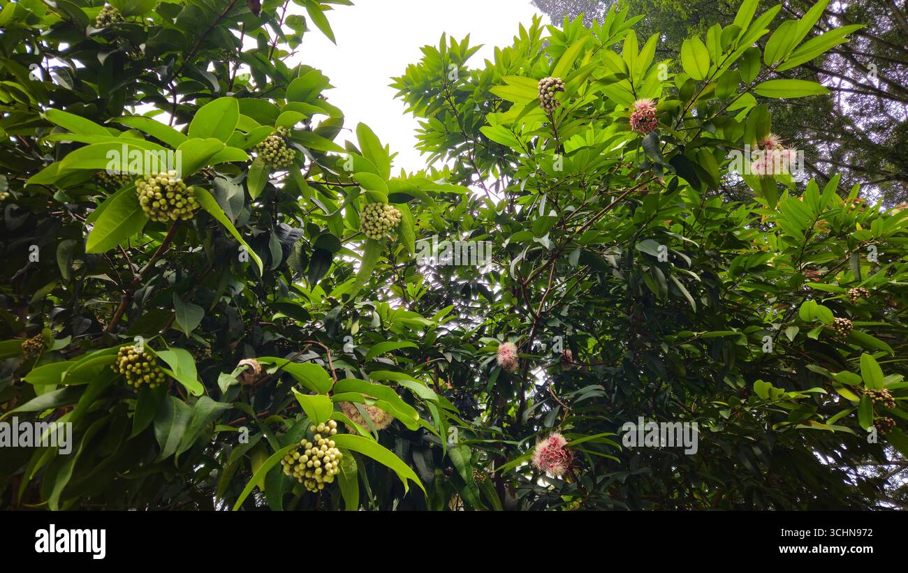 Grüner Litschi-Baum mit frischen Blättern und reifenden Früchten unter natürlichem Tageslicht - Smartphone-aufgenommenes Stockfoto