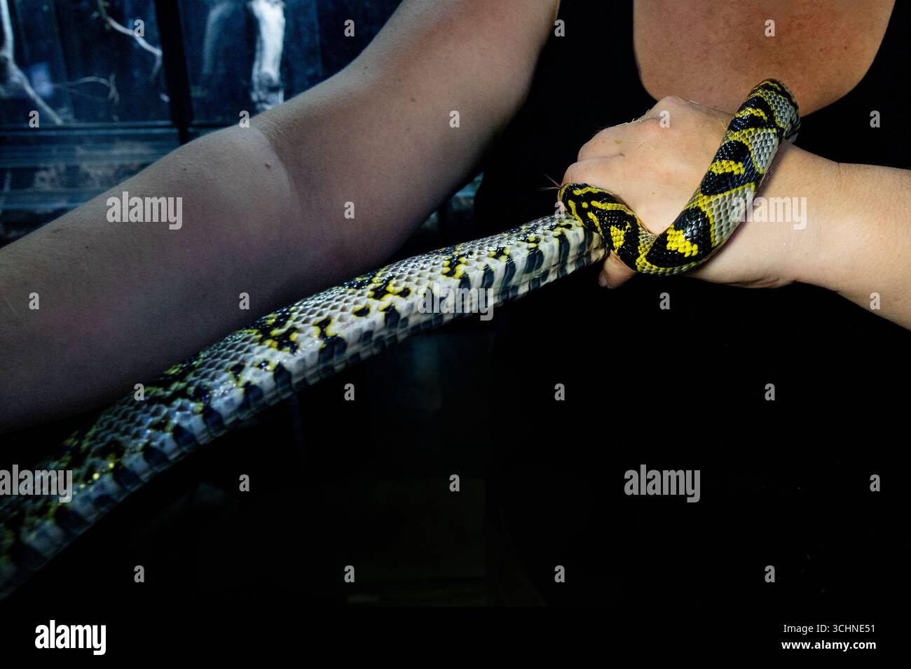 Eine lange Schlange in den Händen. Ein schwarz-gelber Boa constrictor Stockfoto