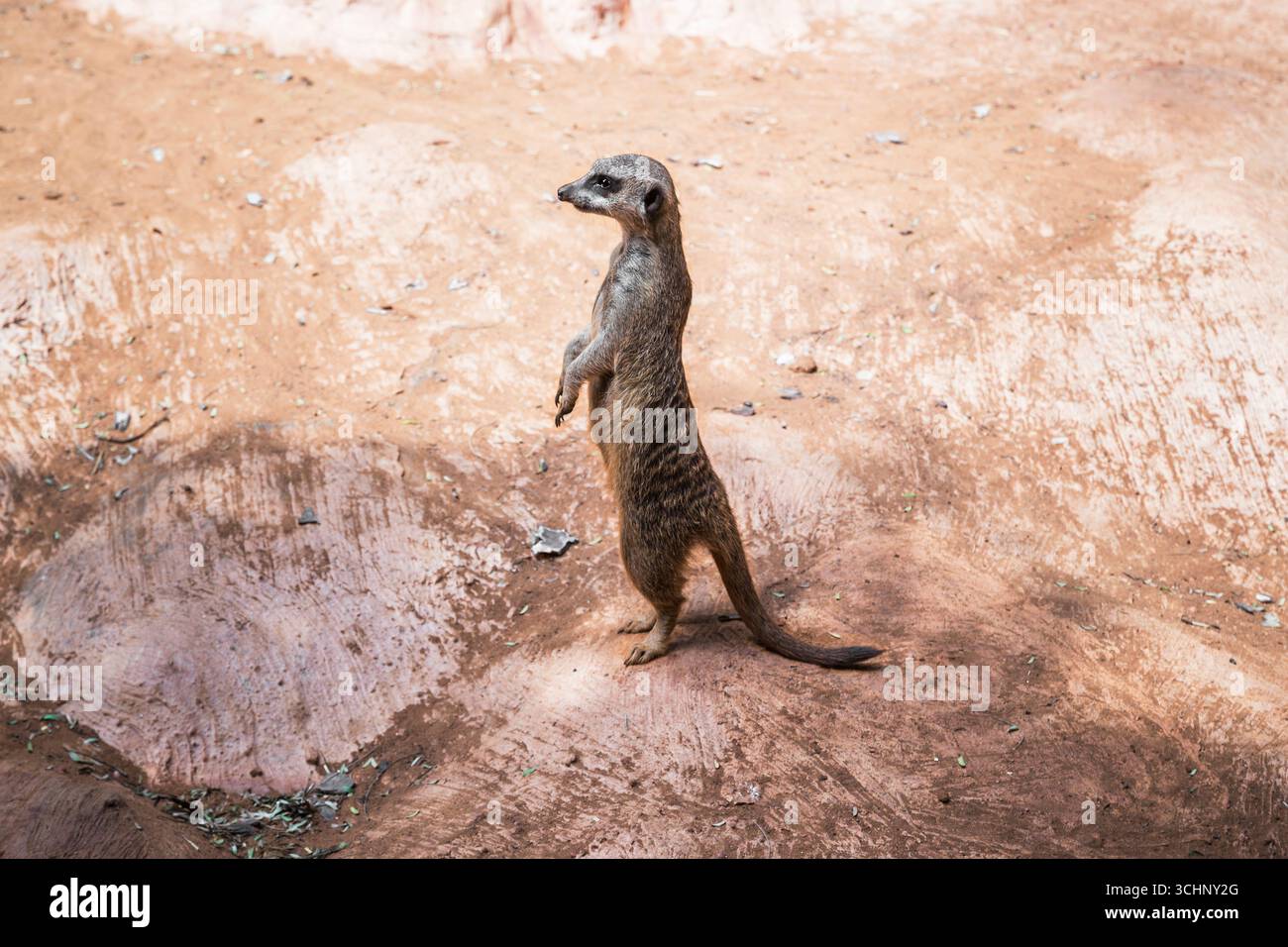 Dies ist ein Erdmännchen, der auf seinen Hinterbeinen in einem Safaripark steht. Stockfoto