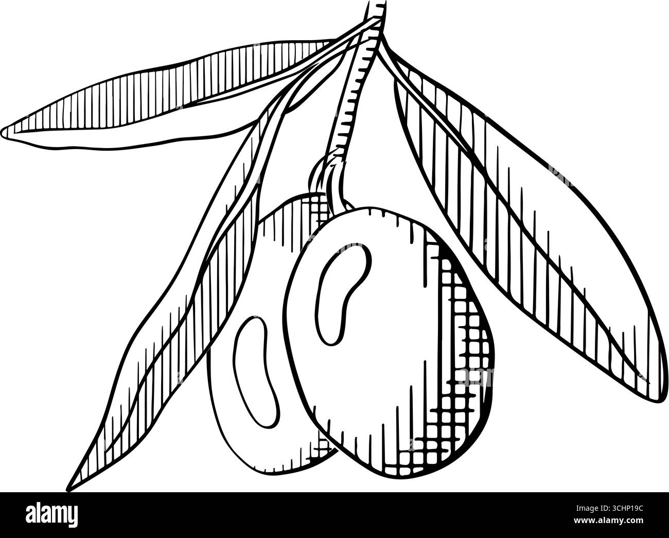Olivenzweig auf weißem Hintergrund Illustration. Vektorgrafik-Linie Illustration Schwarzweiß-Tinte. Abbildung feine Oliven. Design für Paket Stock Vektor