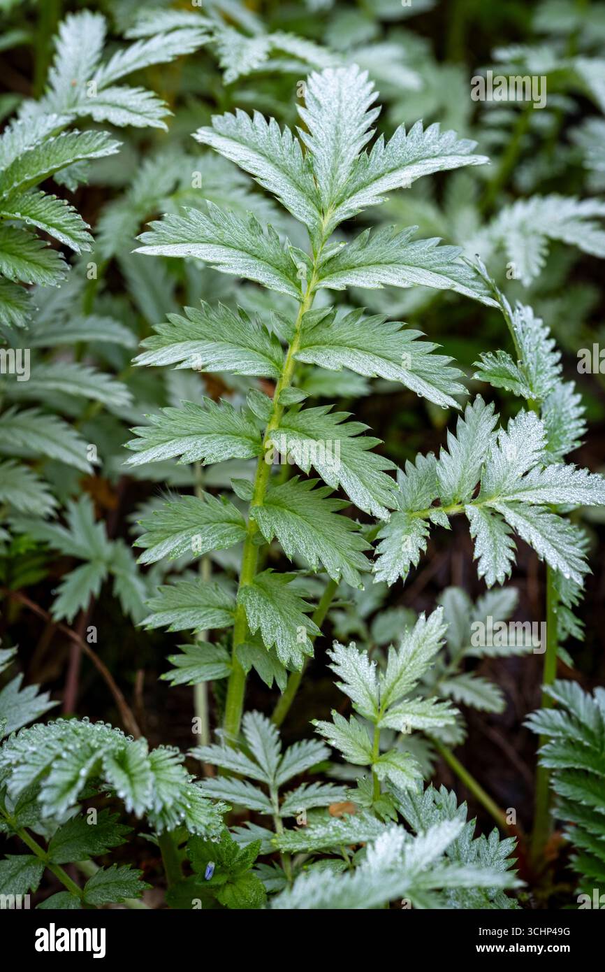Potentilla anserina, Silverweed, Laub Stockfoto