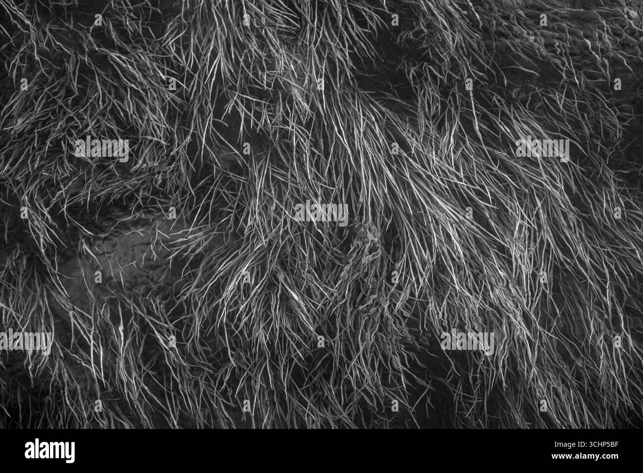 Fließendes Gras des Frühlings gespeisten Rainbow River. Dunnellon, Florida. Stockfoto